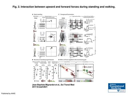 Fig. 2. Interaction between upward and forward forces during standing and walking. Interaction between upward and forward forces during standing and walking.