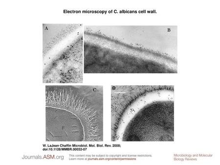 Electron microscopy of C. albicans cell wall.