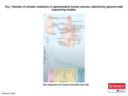 Fig. 1 Number of somatic mutations in representative human cancers, detected by genome-wide sequencing studies. Number of somatic mutations in representative.