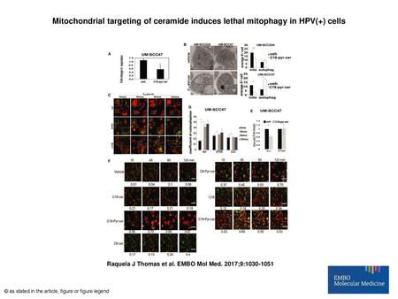 Mitochondrial targeting of ceramide induces lethal mitophagy in HPV(+) cells Mitochondrial targeting of ceramide induces lethal mitophagy in HPV(+) cells.