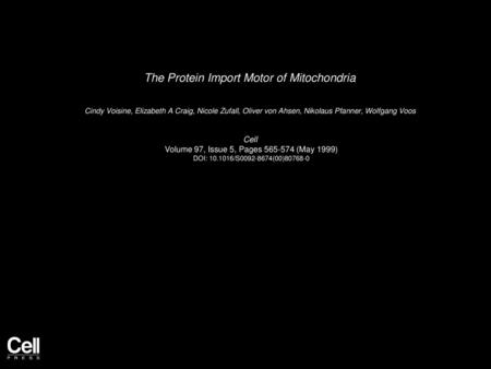 The Protein Import Motor of Mitochondria