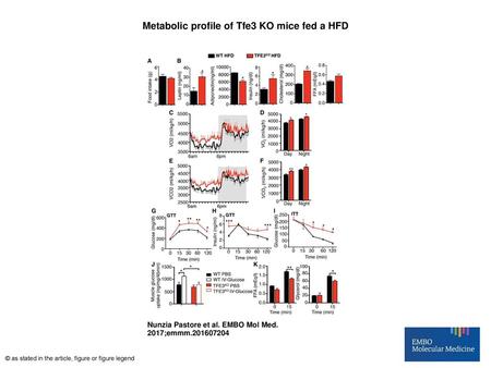Metabolic profile of Tfe3 KO mice fed a HFD