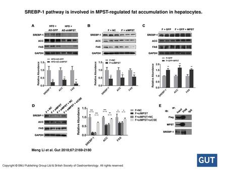 SREBP-1 pathway is involved in MPST-regulated fat accumulation in hepatocytes. SREBP-1 pathway is involved in MPST-regulated fat accumulation in hepatocytes.
