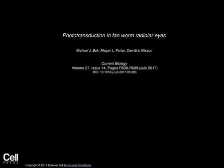 Phototransduction in fan worm radiolar eyes