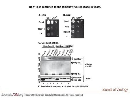 Rpn11p is recruited to the tombusvirus replicase in yeast.