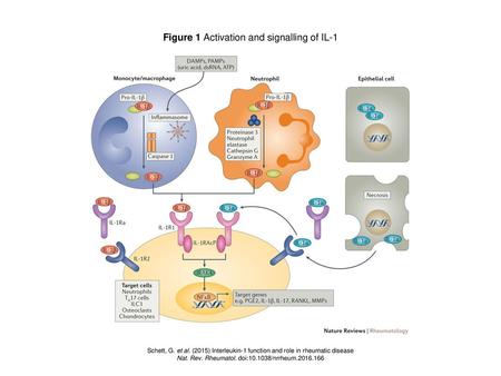 Figure 1 Activation and signalling of IL-1