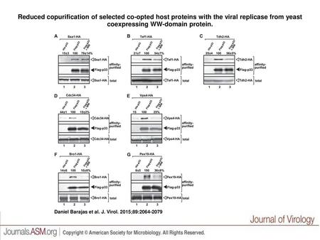 Reduced copurification of selected co-opted host proteins with the viral replicase from yeast coexpressing WW-domain protein. Reduced copurification of.