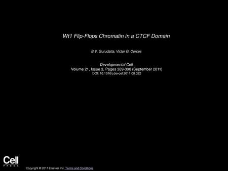 Wt1 Flip-Flops Chromatin in a CTCF Domain
