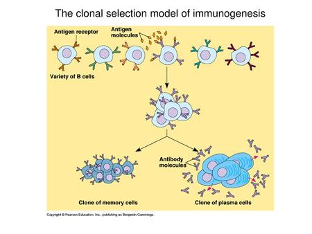 The clonal selection model of immunogenesis