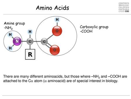 Amino Acids Amine group -NH2 Carboxylic group -COOH