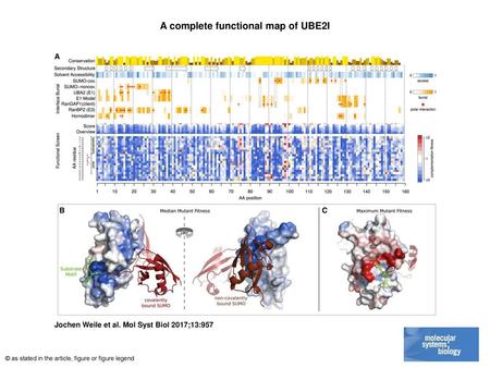 A complete functional map of UBE2I