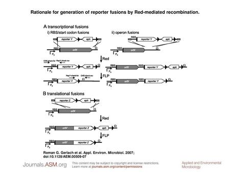 Rationale for generation of reporter fusions by Red-mediated recombination. Rationale for generation of reporter fusions by Red-mediated recombination.