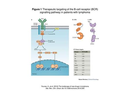 Figure 1 Therapeutic targeting of the B-cell receptor (BCR)
