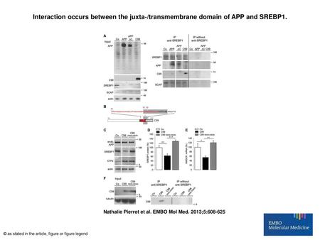 Interaction occurs between the juxta‐/transmembrane domain of APP and SREBP1. Interaction occurs between the juxta‐/transmembrane domain of APP and SREBP1.