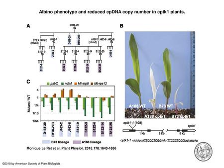 Albino phenotype and reduced cpDNA copy number in cptk1 plants.