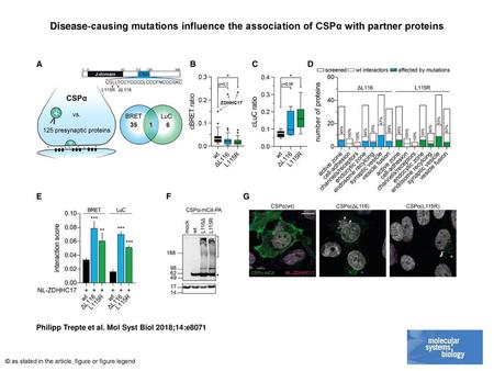 Disease‐causing mutations influence the association of CSPα with partner proteins Disease‐causing mutations influence the association of CSPα with partner.
