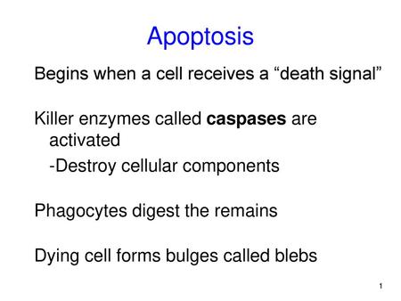 Apoptosis Begins when a cell receives a “death signal”