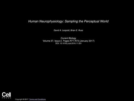 Human Neurophysiology: Sampling the Perceptual World