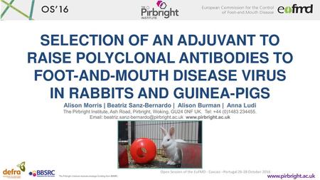 SELECTION OF AN ADJUVANT TO RAISE POLYCLONAL ANTIBODIES TO FOOT-AND-MOUTH DISEASE VIRUS IN RABBITS AND GUINEA-PIGS Alison Morris | Beatriz Sanz-Bernardo.