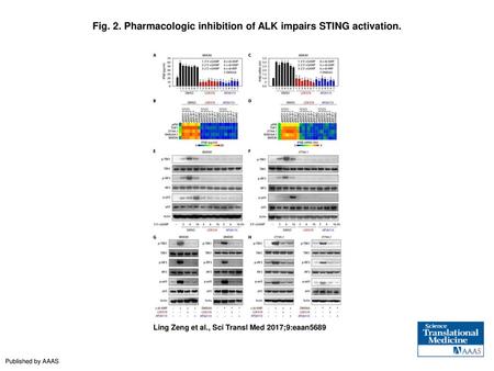 Fig. 2. Pharmacologic inhibition of ALK impairs STING activation.