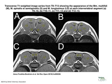 Transverse T1-weighted image series from T9–T13 showing the appearance of the Mm. multifidi (M), M. spinalis et semispinalis (S) and M. longissimus (LD)