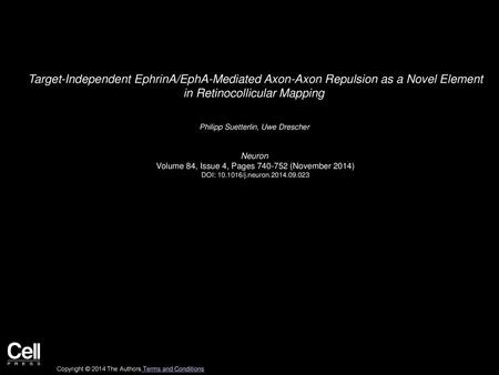 Target-Independent EphrinA/EphA-Mediated Axon-Axon Repulsion as a Novel Element in Retinocollicular Mapping  Philipp Suetterlin, Uwe Drescher  Neuron 
