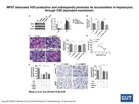 MPST attenuates H2S production and subsequently promotes fat accumulation in hepatocytes through CSE dependent-mechanism. MPST attenuates H2S production.