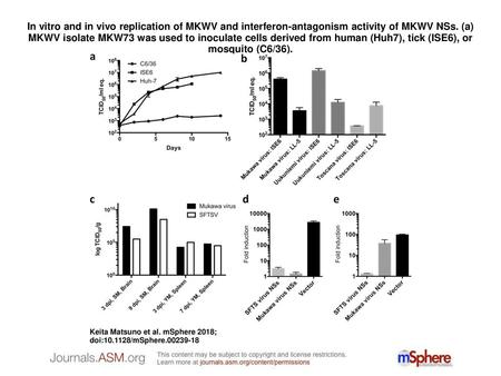In vitro and in vivo replication of MKWV and interferon-antagonism activity of MKWV NSs. (a) MKWV isolate MKW73 was used to inoculate cells derived from.