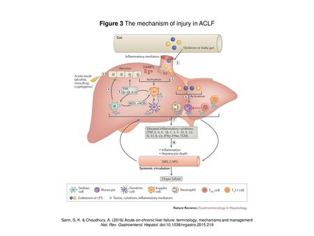 Figure 3 The mechanism of injury in ACLF