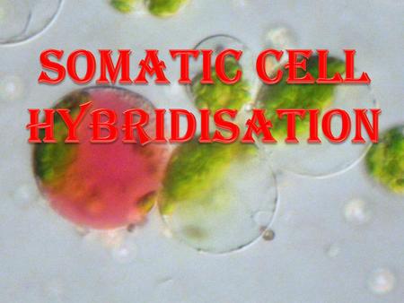 SOMATIC CELL HYBRIDISATION SOMATIC CELL HYBRIDISATION