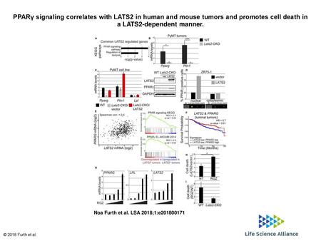 PPARγ signaling correlates with LATS2 in human and mouse tumors and promotes cell death in a LATS2-dependent manner. PPARγ signaling correlates with LATS2.