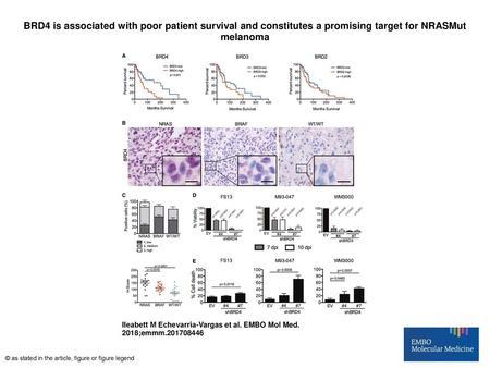 BRD4 is associated with poor patient survival and constitutes a promising target for NRASMut melanoma BRD4 is associated with poor patient survival and.