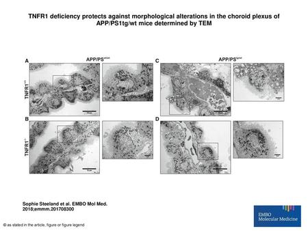 TNFR1 deficiency protects against morphological alterations in the choroid plexus of APP/PS1tg/wt mice determined by TEM TNFR1 deficiency protects against.