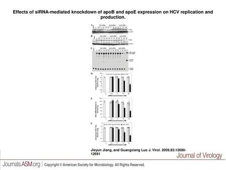 Effects of siRNA-mediated knockdown of apoB and apoE expression on HCV replication and production. Effects of siRNA-mediated knockdown of apoB and apoE.