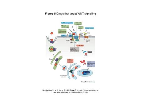 Figure 5 Drugs that target WNT signalling