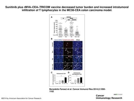 Sunitinib plus rMVA–CEA–TRICOM vaccine decreased tumor burden and increased intratumoral infiltration of T lymphocytes in the MC38-CEA colon carcinoma.