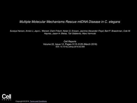 Multiple Molecular Mechanisms Rescue mtDNA Disease in C. elegans