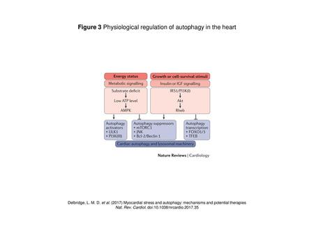 Figure 3 Physiological regulation of autophagy in the heart
