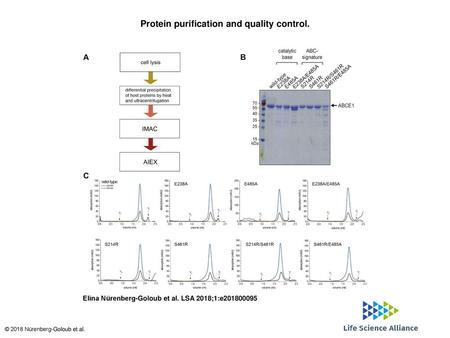Protein purification and quality control.