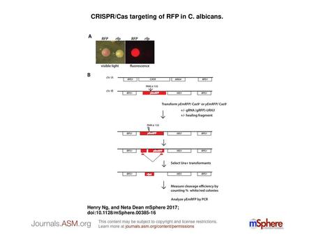 CRISPR/Cas targeting of RFP in C. albicans.