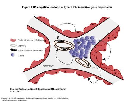 Figure 5 IM amplification loop of type 1 IFN-inducible gene expression