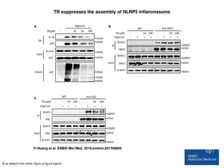 TR suppresses the assembly of NLRP3 inflammasome
