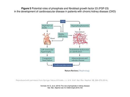 Figure 5 Potential roles of phosphate and fibroblast growth factor 23 (FGF-23) in the development of cardiovascular disease in patients with chronic kidney.