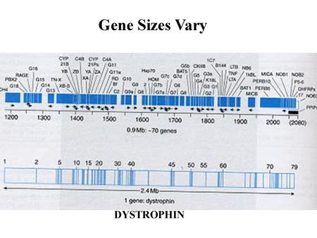 Gene Sizes Vary Strachan p146 DYSTROPHIN.