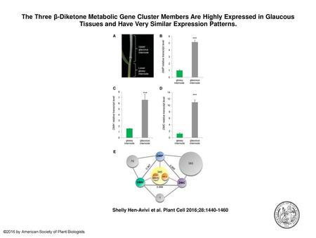 The Three β-Diketone Metabolic Gene Cluster Members Are Highly Expressed in Glaucous Tissues and Have Very Similar Expression Patterns. The Three β-Diketone.