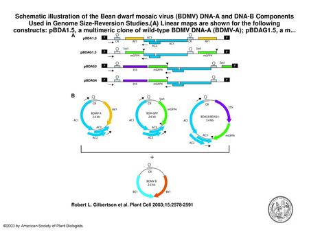 Schematic illustration of the Bean dwarf mosaic virus (BDMV) DNA-A and DNA-B Components Used in Genome Size-Reversion Studies.(A) Linear maps are shown.