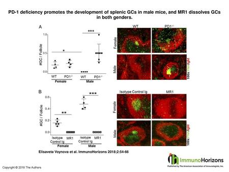 PD-1 deficiency promotes the development of splenic GCs in male mice, and MR1 dissolves GCs in both genders. PD-1 deficiency promotes the development of.