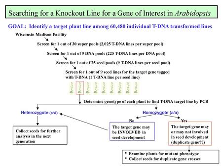 Searching for a Knockout Line for a Gene of Interest in Arabidopsis