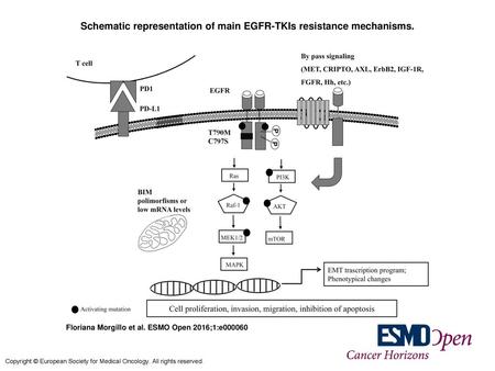 Schematic representation of main EGFR-TKIs resistance mechanisms.