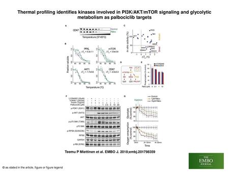 Thermal profiling identifies kinases involved in PI3K/AKT/mTOR signaling and glycolytic metabolism as palbociclib targets Thermal profiling identifies.